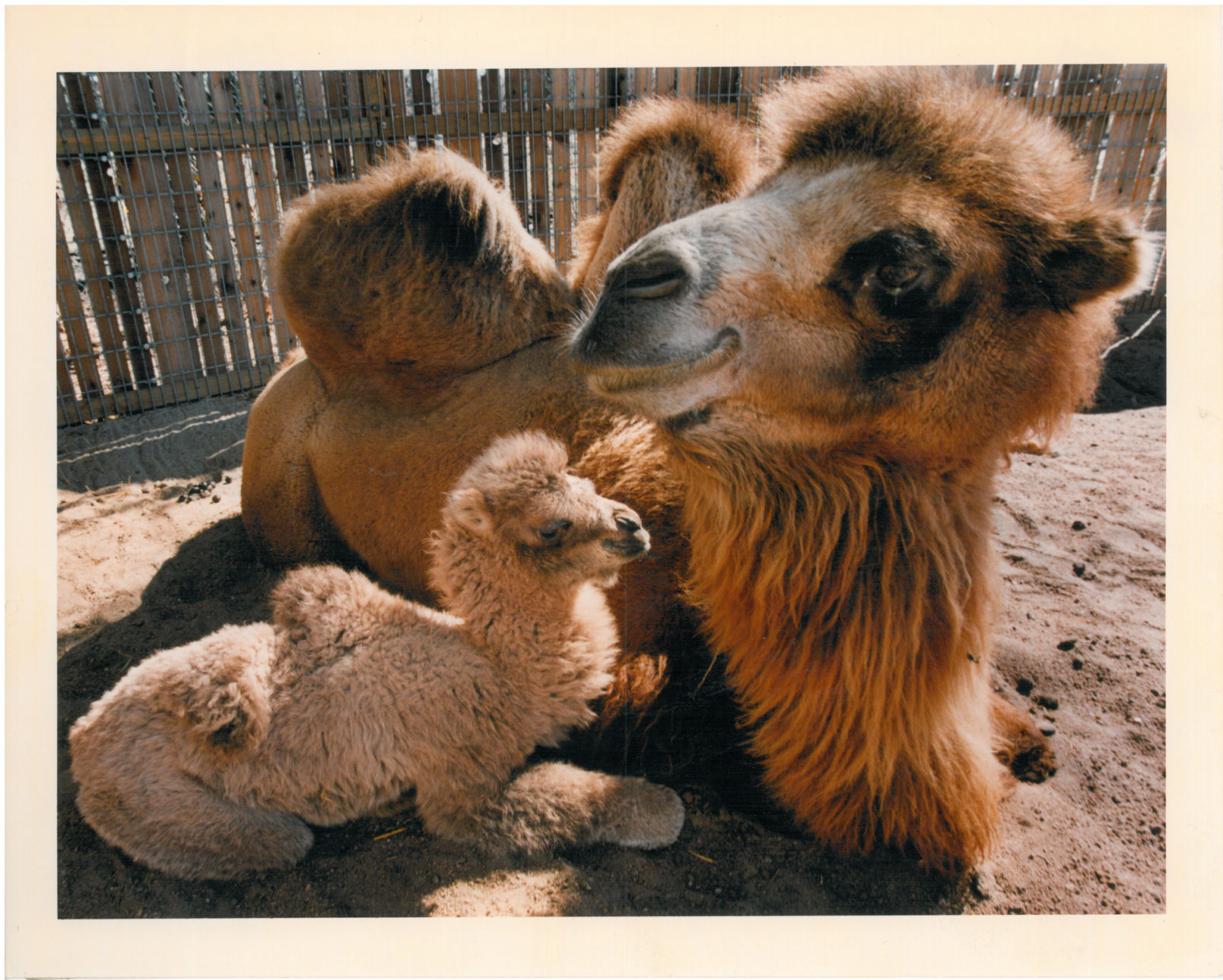 Lincoln Children's Zoo 50th Anniversary